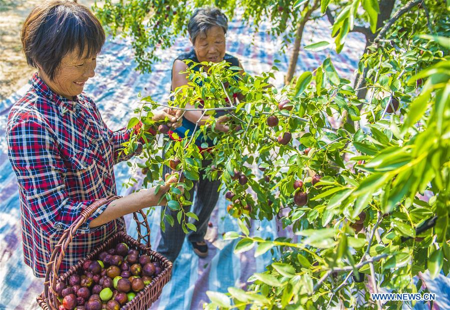 CHINA-HEBEI-ZAOQIANG-RED DATES-HARVEST(CN)