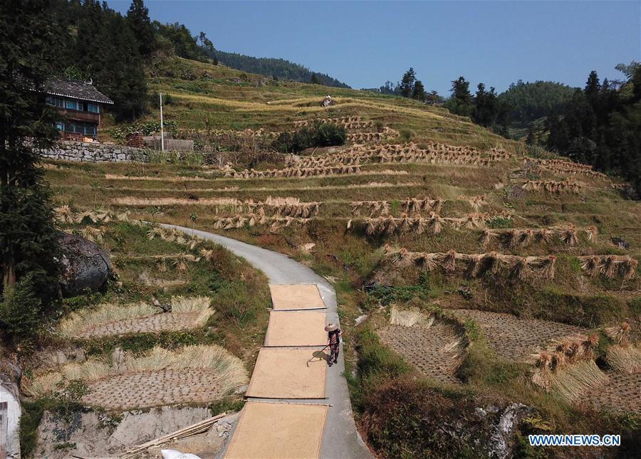 CHINA-HUNAN-XINHUA-RICE HARVEST (CN)