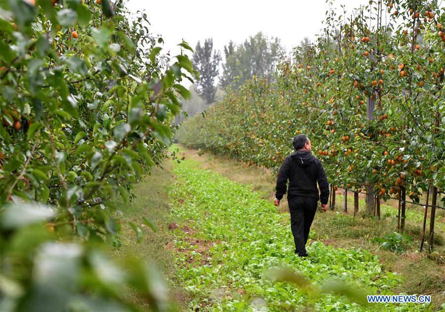 CHINA-HENAN-VETERAN-PEAR GROWING (CN)