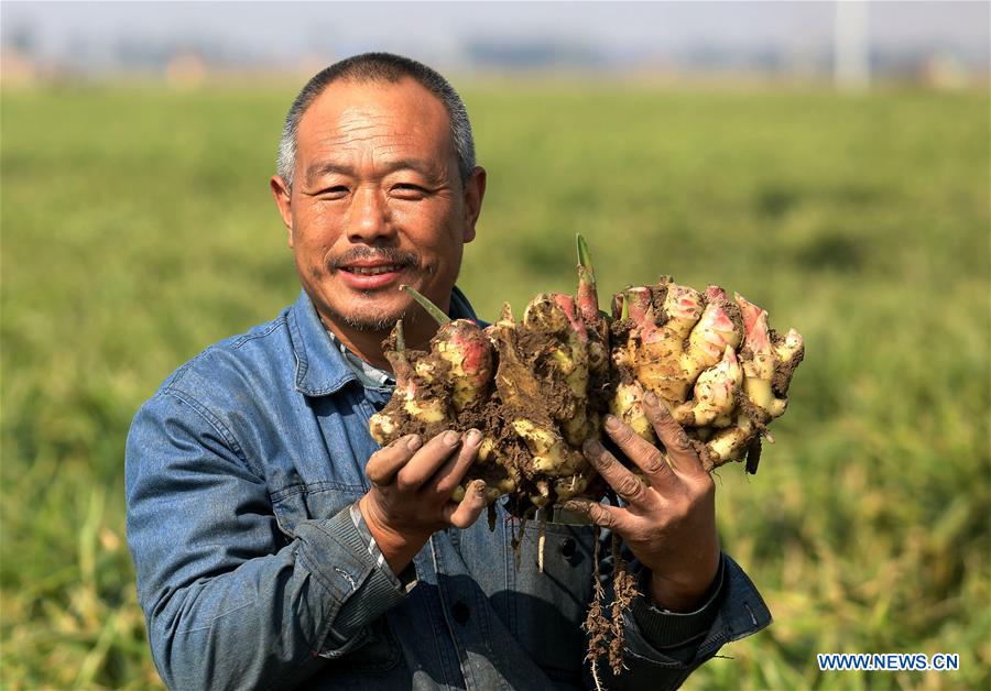 CHINA-HEBEI-AGRICULTURE-GINGER HARVEST (CN)