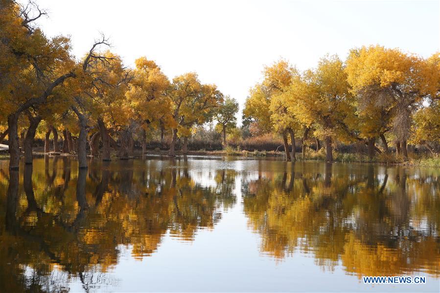 CHINA-INNER MONGOLIA-POPULUS EUPHRATICA-SCENERY (CN)