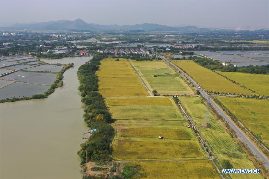 CHINA-ZHEJIANG-HUZHOU-PADDY RICE-HARVEST (CN)