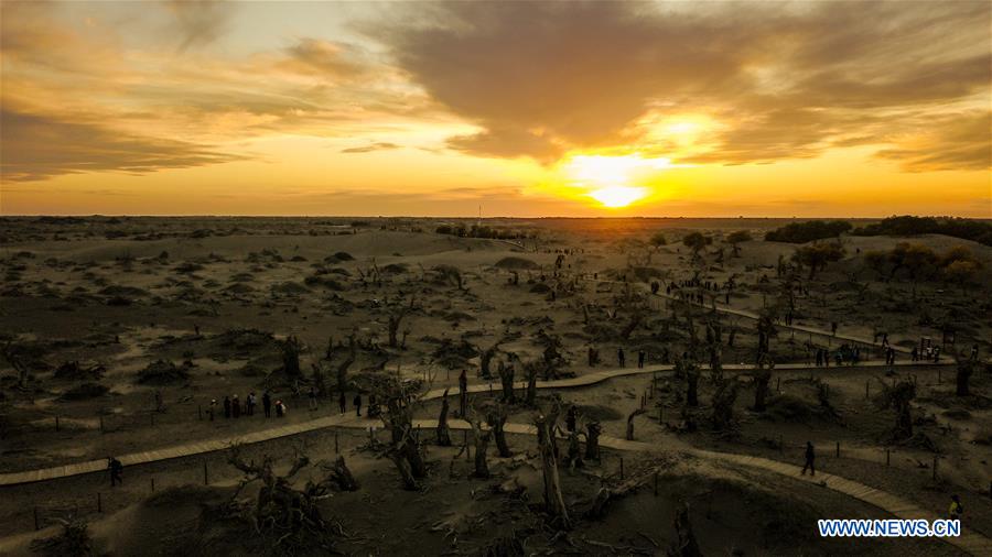 CHINA-INNER MONGOLIA-DESERT POPLAR TREES-SCENERY (CN)