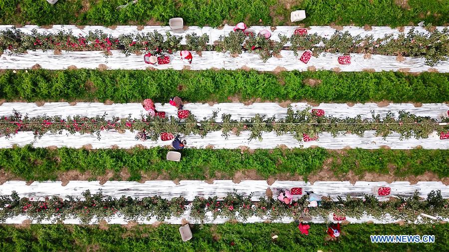 CHINA-SHANDONG-WEIHAI-APPLE-HARVEST (CN)