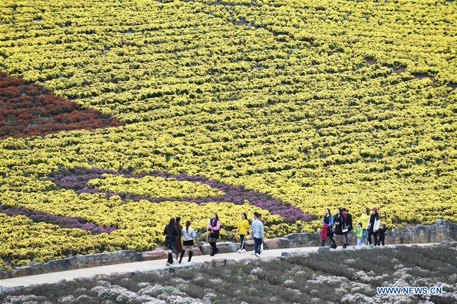 CHINA-GUIZHOU-QIANDONGNAN-CHRYSANTHEMUM (CN)