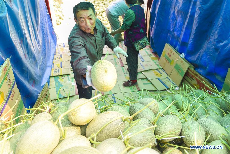 CHINA-HEBEI-ZAOQIANG-HAMI MELONS(CN)