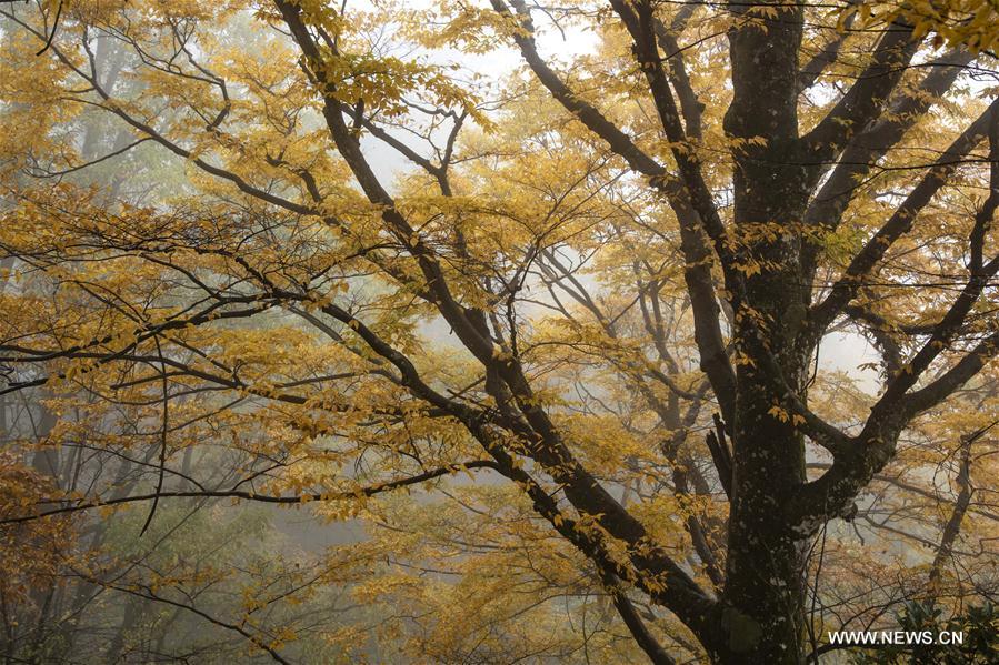 CHINA-HUBEI-SHENNONGJIA-AUTUMN SCENERY (CN)