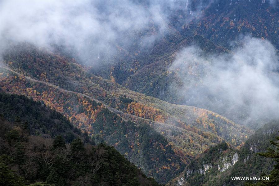 CHINA-HUBEI-SHENNONGJIA-AUTUMN SCENERY (CN)