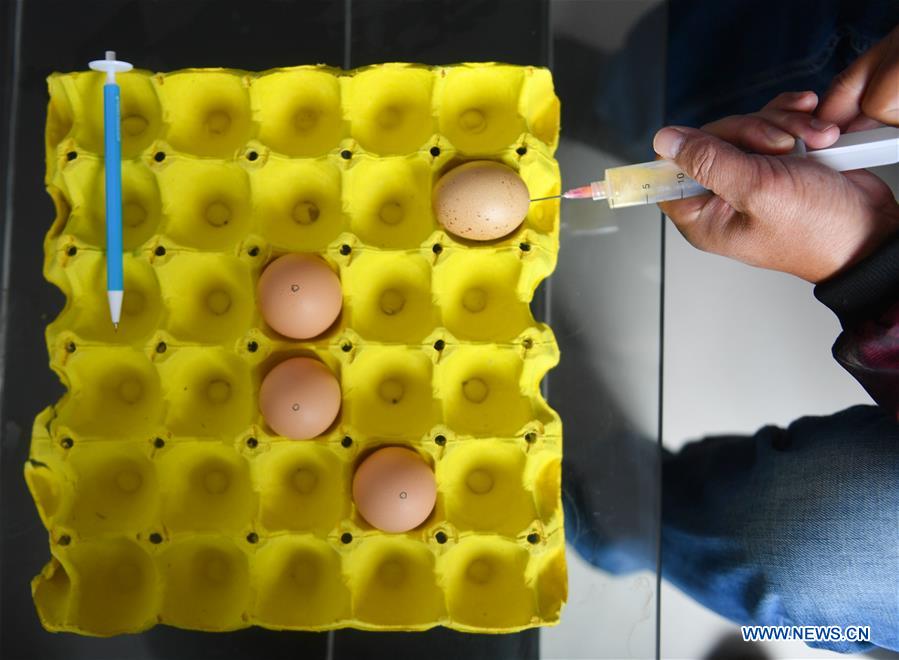 CHINA-JIANGXI-INTANGIBLE CULTURAL HERITAGE-EGG CARVING (CN)