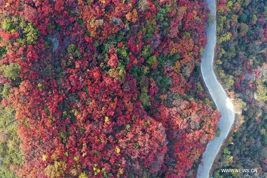 CHINA-HENAN-GONGYI-MAPLE-SCENERY (CN)