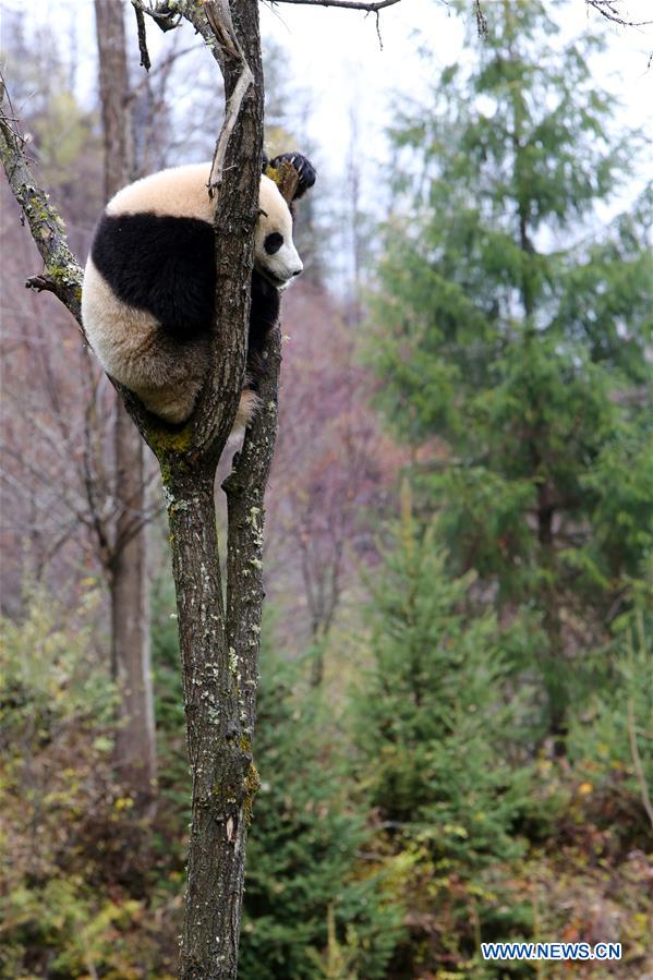 CHINA-SICHUAN-JIUZHAIGOU-GIANT PANDA (CN)