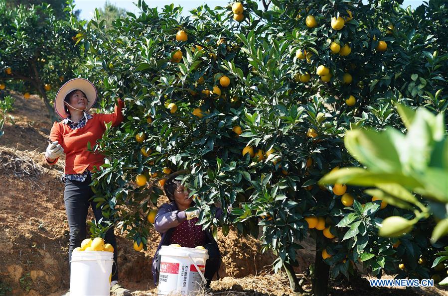 CHINA-JIANGXI-GANZHOU-HARVEST-NAVEL ORANGE (CN)