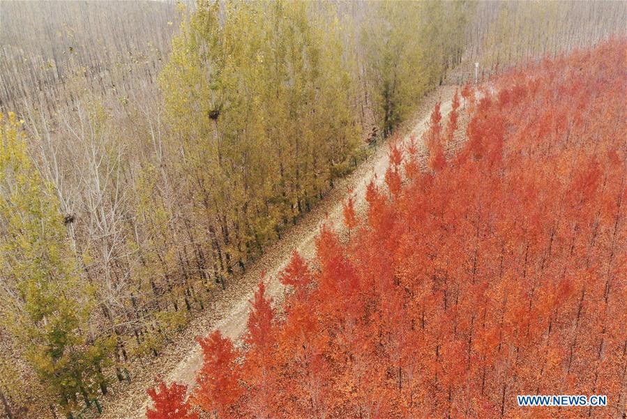 CHINA-SHANDONG-RIZHAO-MAPLE TREES (CN)