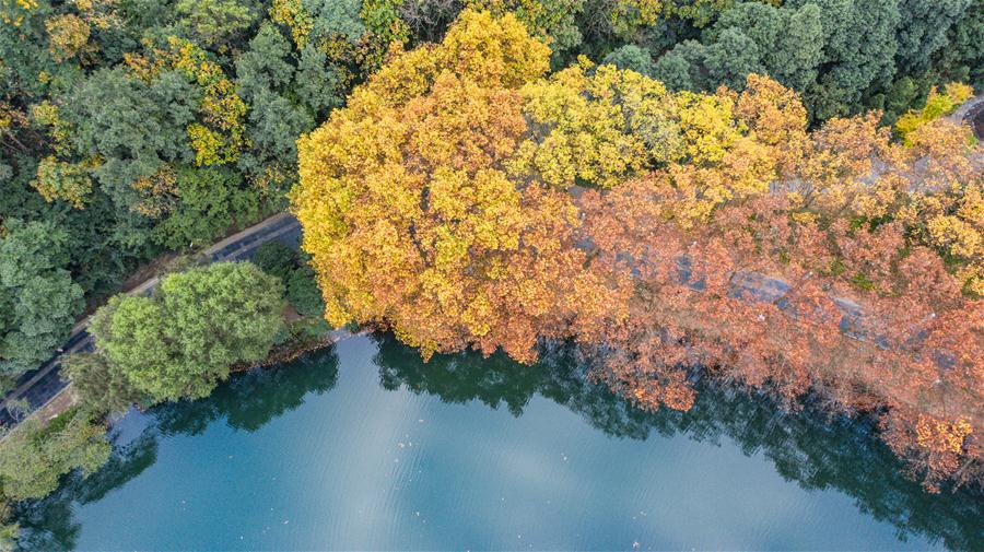 CHINA-GUIZHOU-GUIYANG-AUTUMN SCENERY (CN)