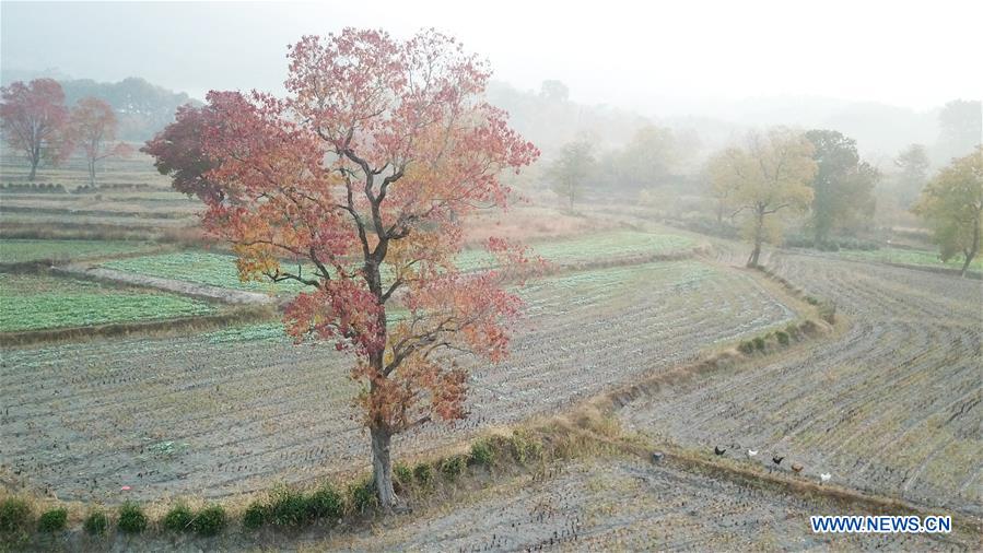 CHINA-ANHUI-HUANGSHAN-COUNTRYSIDE-SCENERY (CN)