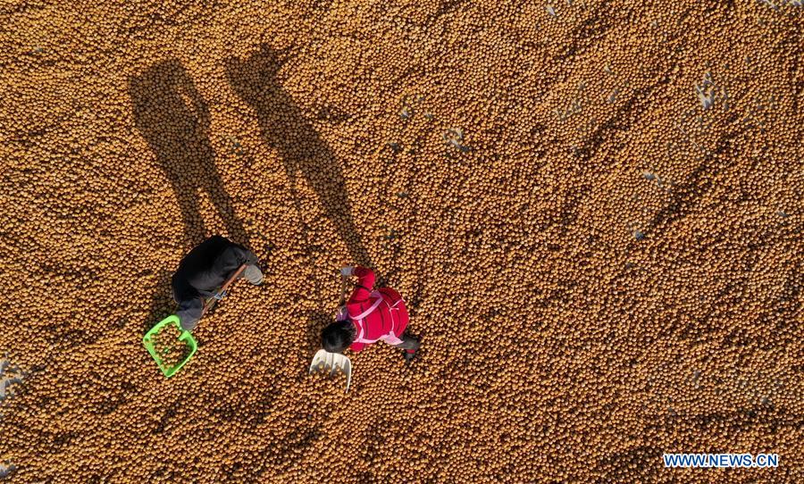 CHINA-HEBEI-NUTS-HARVEST (CN)