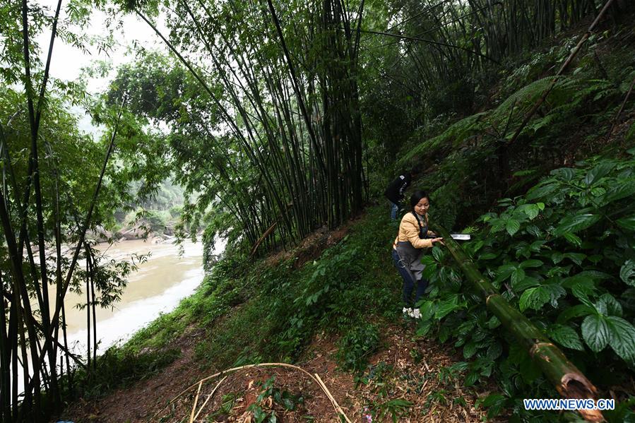 (FOCUS)CHINA-GUIZHOU-CHISHUI-BAMBOO WEAVING-CRAFTSWOMAN-TRAINING CENTER (CN)