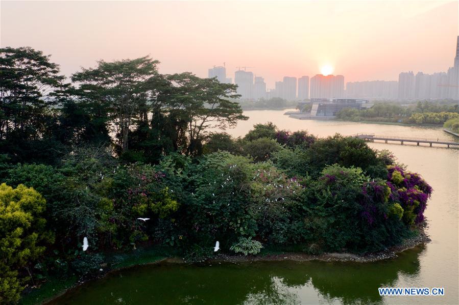 CHINA-FUJIAN-ZHANGZHOU-ENVIRONMENT-EGRETS (CN)