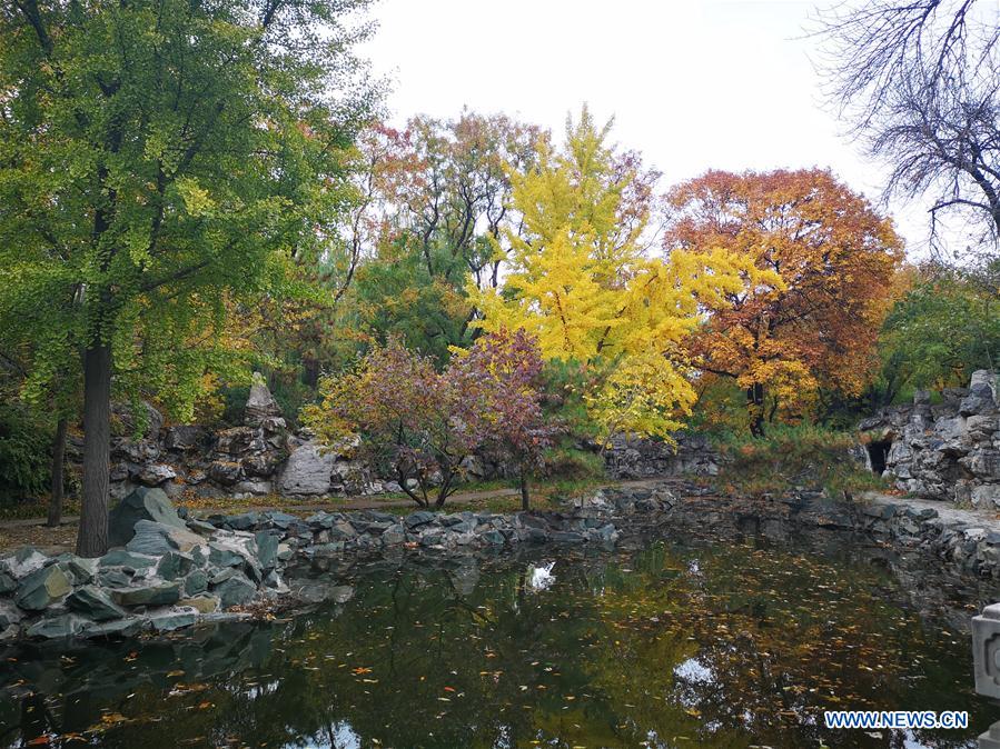 (BeijingCandid)CHINA-BEIJING-AUTUMN (CN)