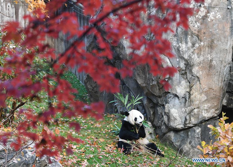 U.S.-WASHINGTON D.C.-CHINA-GIANT PANDA BEI BEI-DEPARTURE