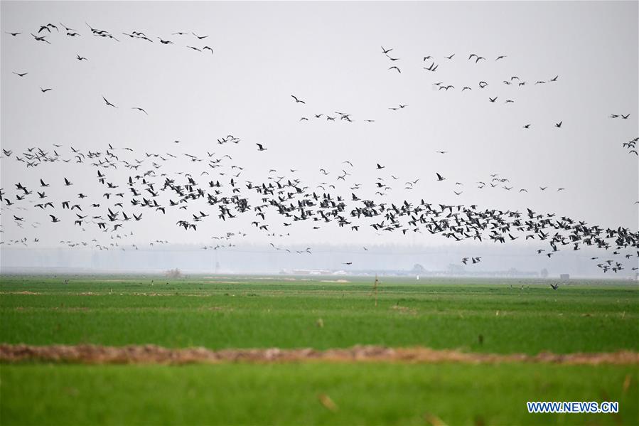 CHINA-HENAN-YELLOW RIVER-WETLAND-MIGRANT BIRD (CN)