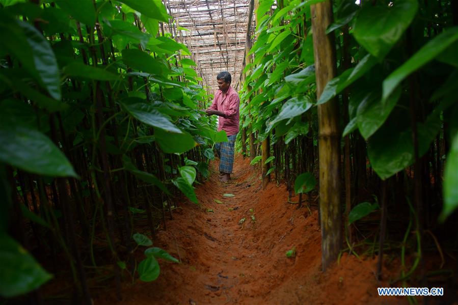 INDIA-AGARTALA-AGRICULTURE-BETEL LEAVES