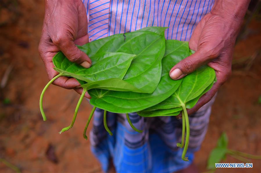 INDIA-AGARTALA-AGRICULTURE-BETEL LEAVES