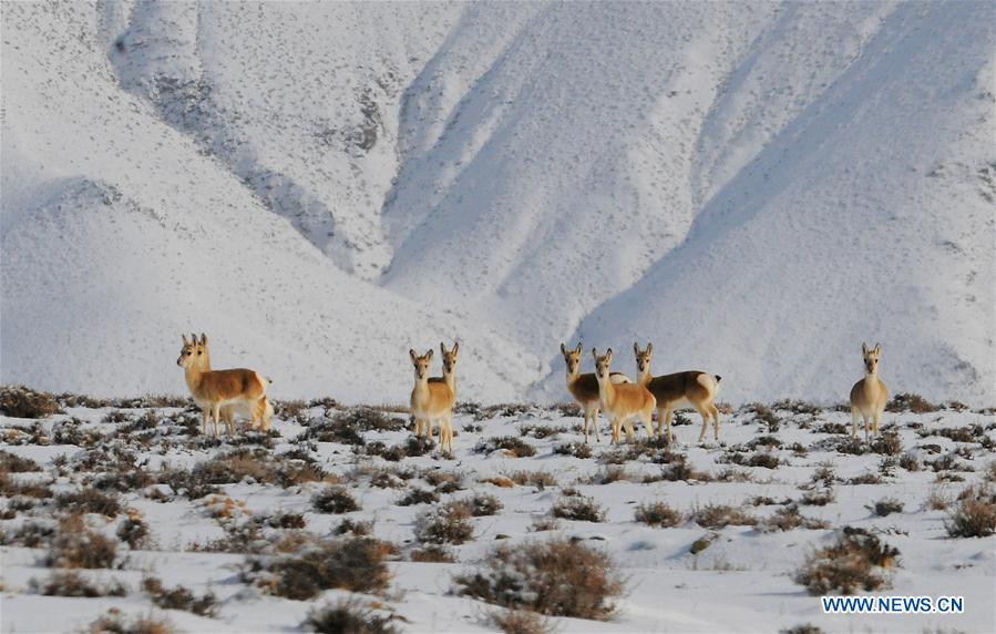 #CHINA-GANSU-GRASSLAND-ANIMALS (CN)