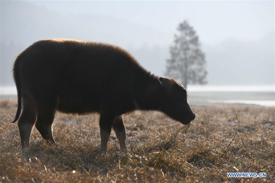 CHINA-ANHUI-WINTER-SCENERY (CN)