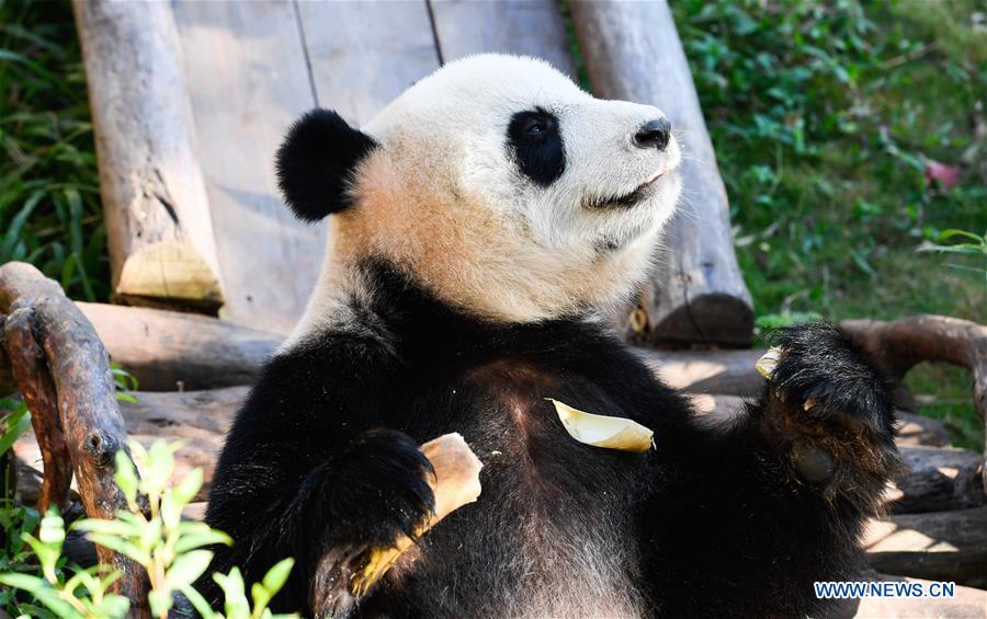 CHINA-HAIKOU-GIANT PANDAS-WINTER ACTIVITY (CN)