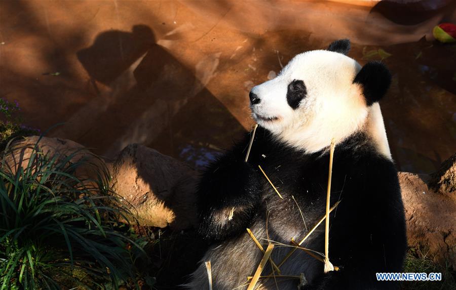 CHINA-HAIKOU-GIANT PANDAS-WINTER ACTIVITY (CN)