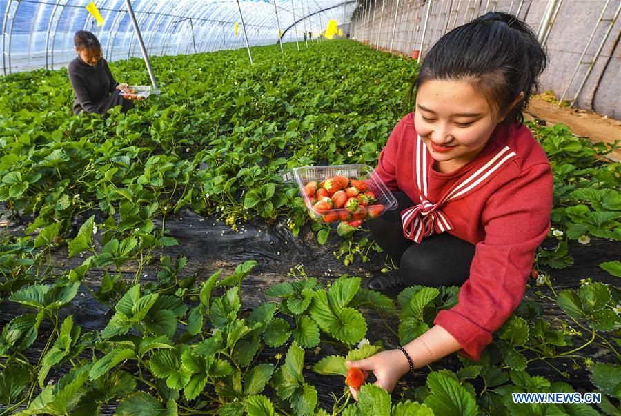 CHINA-HEBEI-WUQIANG-VEGETABLE-FRUIT (CN)