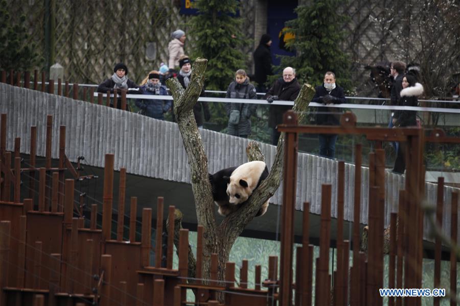 DENMARK-COPENHAGEN-CHINA-GIANT PANDAS