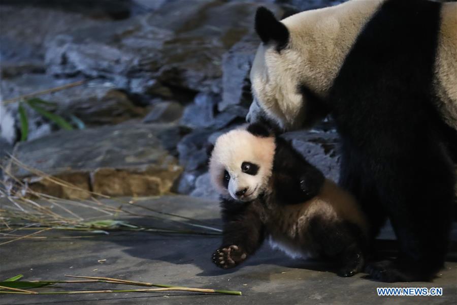 BELGIUM-BRUGELETTE-GIANT PANDA