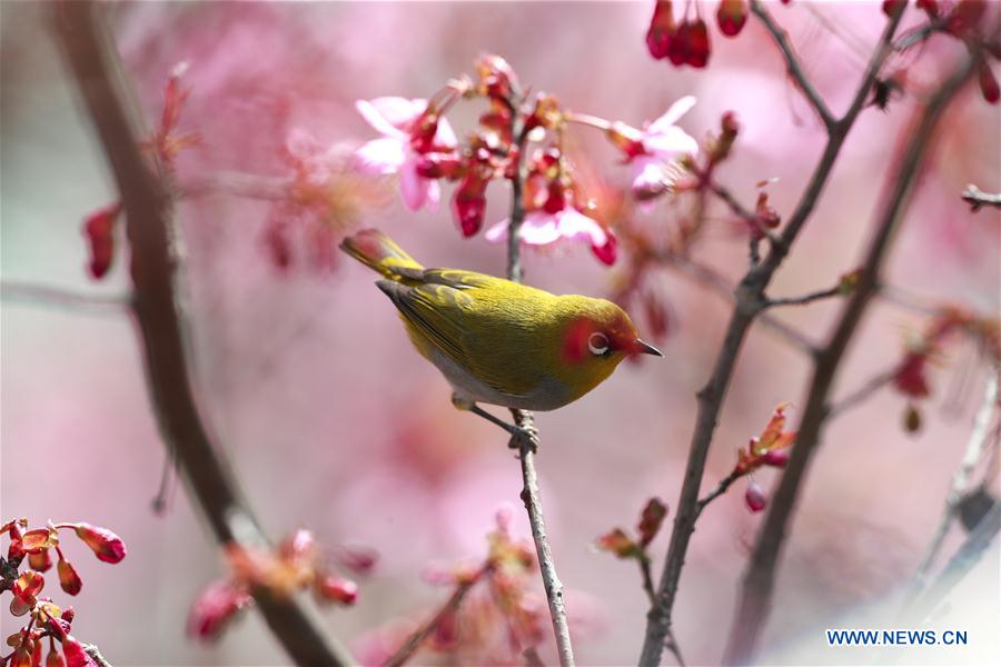 CHINA-GUIZHOU-GUIYANG-WHITE-EYE-BIRD (CN)