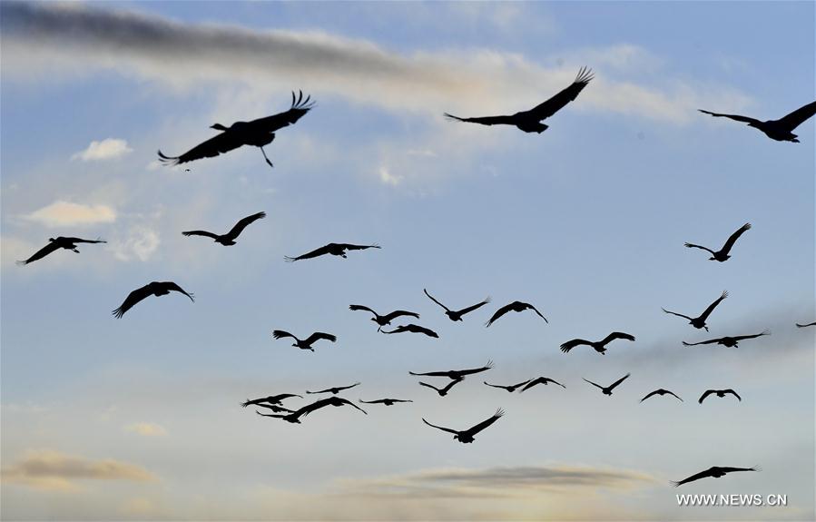 CHINA-LHASA-ECOLOGICAL PROTECTION-CRANES (CN)