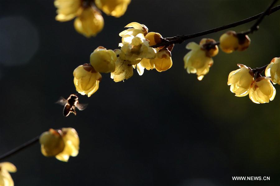 #CHINA-JIANGSU-WINTER-FLOWERS (CN)