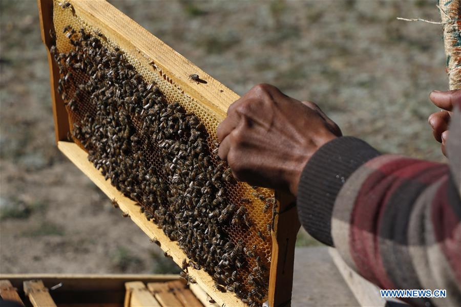 YEMEN-SANAA-HONEY INDUSTRY