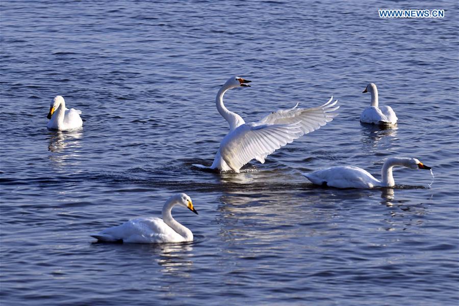 CHINA-SHANDONG-RONGCHENG-WHOOPER SWANS (CN)