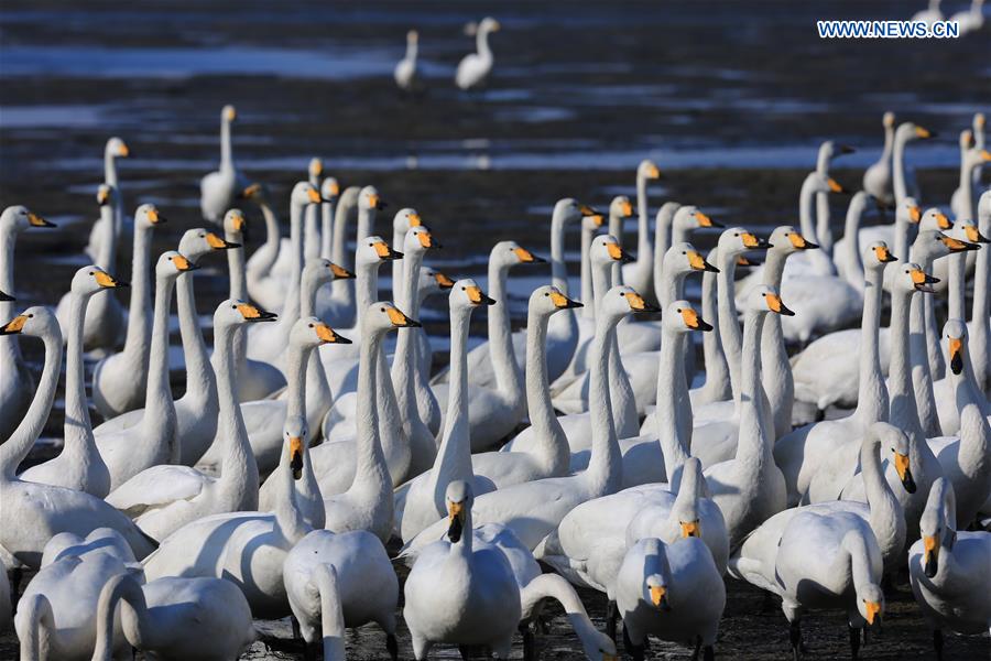 CHINA-SHANDONG-RONGCHENG-WHOOPER SWANS (CN)