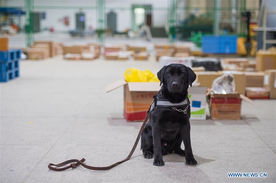 CHINA-HUNAN-CHANGSHA-SNIFFER DOG (CN)