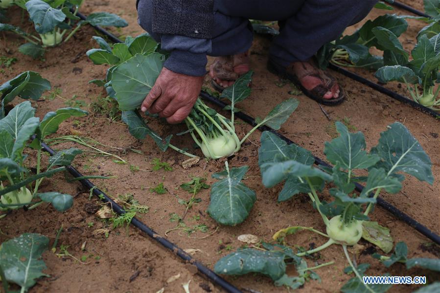 MIDEAST-GAZA-KOHLRABI-PLANTING