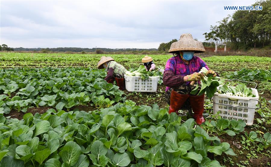 CHINA-HAINAN-VEGETABLE-SUPPLY (CN)