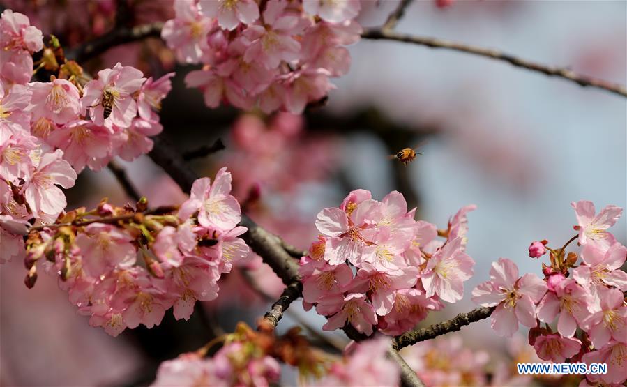 CHINA-SHANGHAI-CHERRY BLOSSOMS (CN)