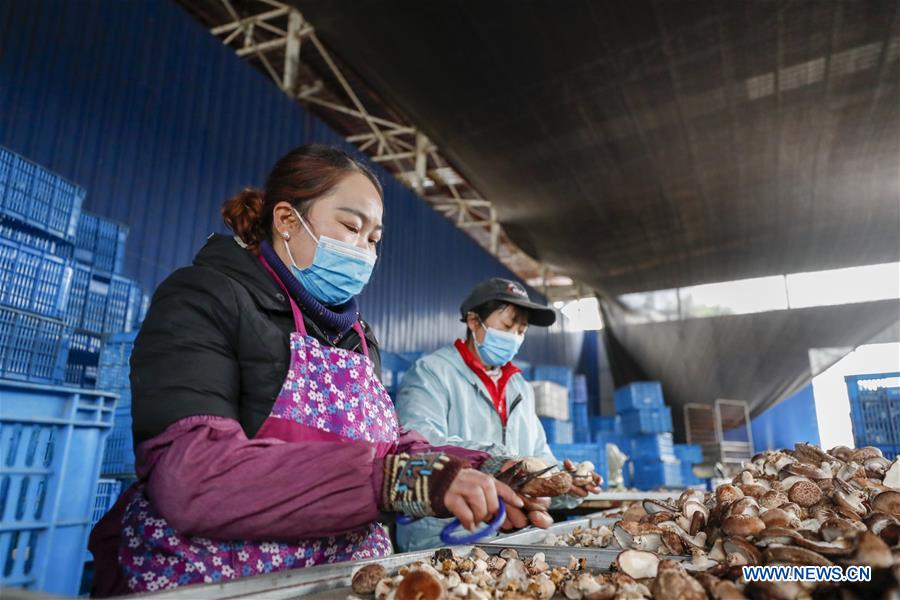 CHINA-CHONGQING-MUSHROOM-PRODUCTION RESUMPTION (CN)