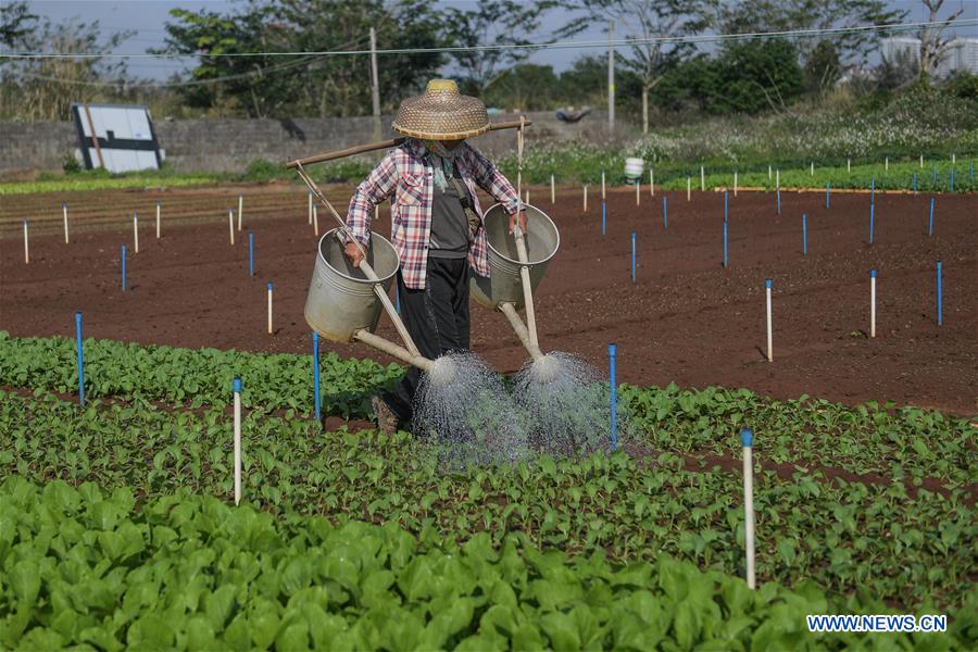 CHINA-HAIKOU-FARMING(CN)