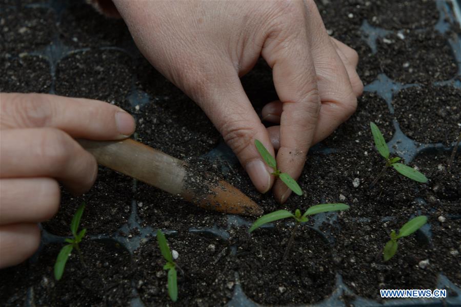 CHINA-GUIZHOU-GUANLING-SPRING PLOUGHING (CN)