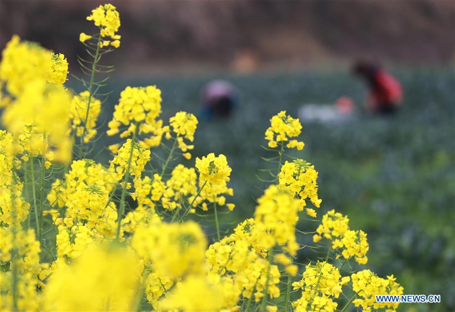 #CHINA-GUIZHOU-FARM WORK (CN)