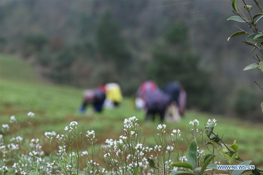 #CHINA-GUIZHOU-FARM WORK (CN)