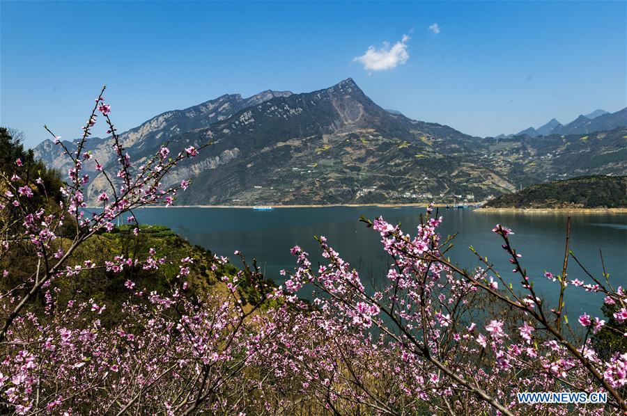 #CHINA-HUBEI-YICHANG-THREE GORGES-SPRING SCENERY (CN)